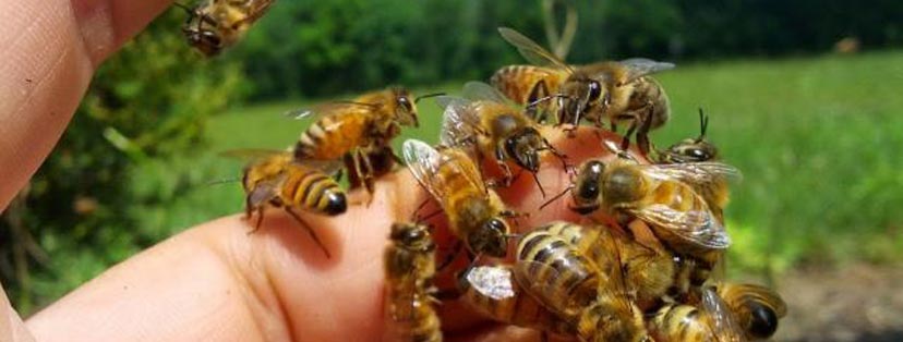 California Master Beekeeper Program