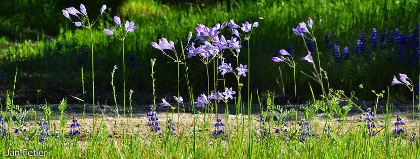 UC Master Gardeners