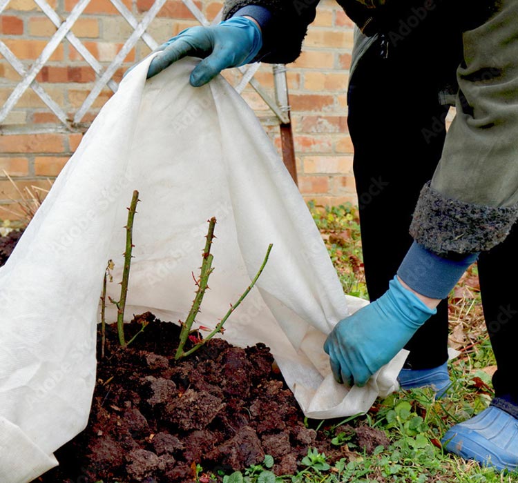 A Few Winter Changes